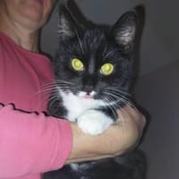 NALA & MUMPITZ suchen ein Zuhause, Kater zur Adoption