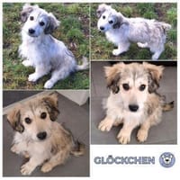 GLÖCKCHEN -rundum tolles Hundekind-, Hündin zur Adoption