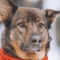 Lerne Nelli in 25474 Bönningstedt kennen, Hündin zur Adoption