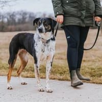 Olivia - die gelassene Schöne, Hündin zur Adoption