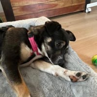 SELINA ist einfach zum Verlieben ♥, Hündin zur Adoption