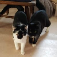 KARLCHEN & BUBI suchen ein Zuhause, Kater zur Adoption