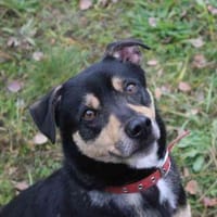 Erwin su. ein geduldiges Zuhause, Hund zur Adoption