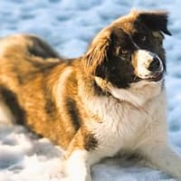 Amaris ist bereit für ein neues Leben, Hündin zur Adoption