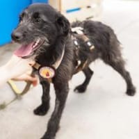 Kiara - Lebenfreude pur, Hündin zur Adoption