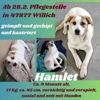 Hamlet sucht sein großes Glück 🐾, Hund zur Adoption