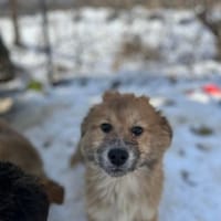 Yann, wie Müll entsorgt, Hund zur Adoption