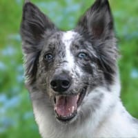 MALIN hat ein Faible für Frauen, Hund zur Adoption