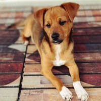 Alfi von kettenlos, Hund zur Adoption