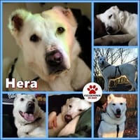 Hera Herdenschutzhund Hündin Traumhund, Hündin zur Adoption