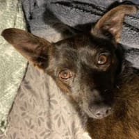 Kleiner MAJKY, Hund zur Adoption