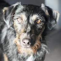 Caja - pfiffig, süß, charmant, Hündin zur Adoption