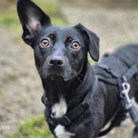 Fanny hat einen Herzenswunsch, Hündin zur Adoption