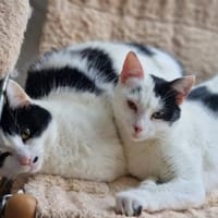 Bonny & Clyde tolles Duo, Kater zur Adoption