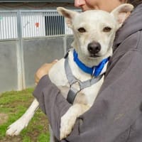 Oscar, lernfreudig, freundlich, offen, Hund zur Adoption