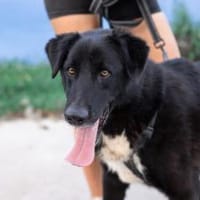 Wer schenkt Helios ein Zuhause?, Hund zur Adoption