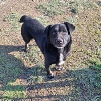 Benjie möchte in sein eigenes Zuhause, Hund zur Adoption