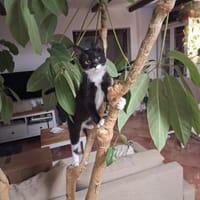 Wirbelwind Millie 5 Monate jung, Katze zur Adoption