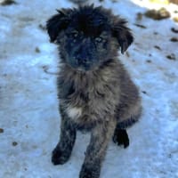 Yannick, wie Müll entsorgt, Hund zur Adoption