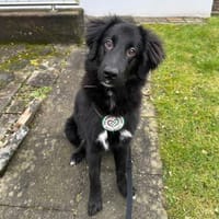 Lassie sucht ein erfahrenes Zuhause., Hündin zur Adoption