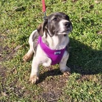 Adem sucht ein Zuhause, Hund zur Adoption