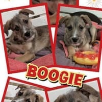 Welpenjunge Boogie auf PS 92278, Hund zur Adoption