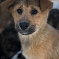 Yala, wie Müll entsorgt, Hündin zur Adoption