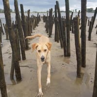 Ella hund-, katz-, mensch-, sofaerprobt, Hündin zur Adoption