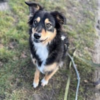 Verschmuste MAIA sucht ihr Zuhause!, Hündin zur Adoption