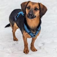 Mucki  sportliche Entdeckerin, Hündin zur Adoption