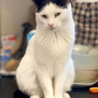 Süsse Tzina sucht ihr Für-Immer-Zuhause, Katze zur Adoption