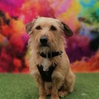 Gonzo, Frauchen schwer erkrankt, Hund zur Adoption