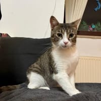 Liebes Katzenmädchen Marie 2,5 Jahre, Katze zur Adoption