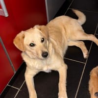 Zuma, Hund zur Adoption