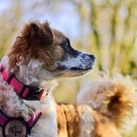 Vicky sucht ihr Für-Immer-Zuhause! 💖🐾, Hündin zur Adoption