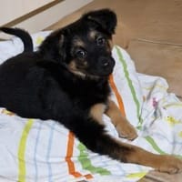 Fröhlicher Finn, Hund zur Adoption
