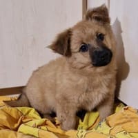 Süße Melissa, Hündin zur Adoption