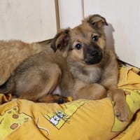 Süße Manka, Hündin zur Adoption