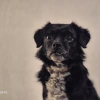 Greta - kleine liebevolle Hündin, Hündin zur Adoption