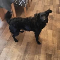 Anni  sucht ihre Familie, Hündin zur Adoption