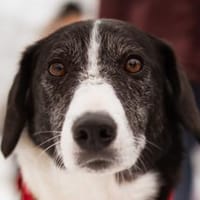 Genießerschnute ♥Mona♥ in 01640 Coswig, Hündin zur Adoption