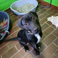 Hektor aktiver Junghund, Hund zur Adoption