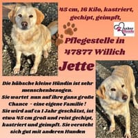 💕Jette💕 sucht ihre Menschen💕🐾, Hündin zur Adoption