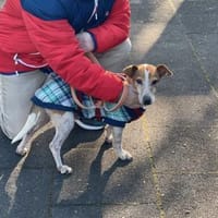 Chicco, Hund zur Adoption