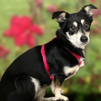 JESSYMAUS - süßer, kleiner Spatz, Hündin zur Adoption