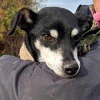 Pinscher-Mix COOKIE sucht ein Zuhause, Hündin zur Adoption