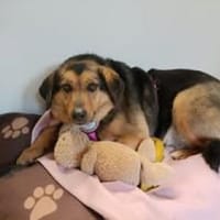 💕Mala💕 sucht ihre Familie 🐾❤, Hündin zur Adoption