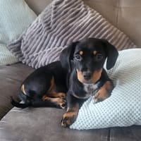 Bosco auf Pflegestelle 63457 Hanau, Hund zur Adoption