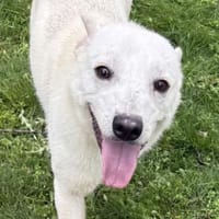 Ein Zuhause für den süßen IVORY, Hund zur Adoption