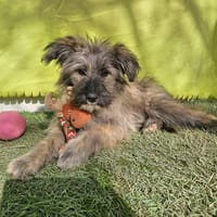 CHISPA ❤ ein Schatz, Pflegefam Kevelaer, Hündin zur Adoption